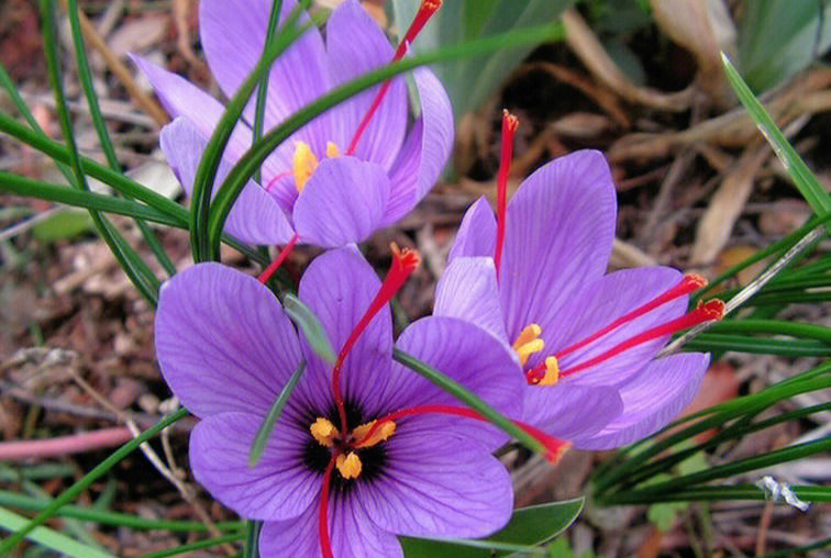 番红花别名西红花藏红花