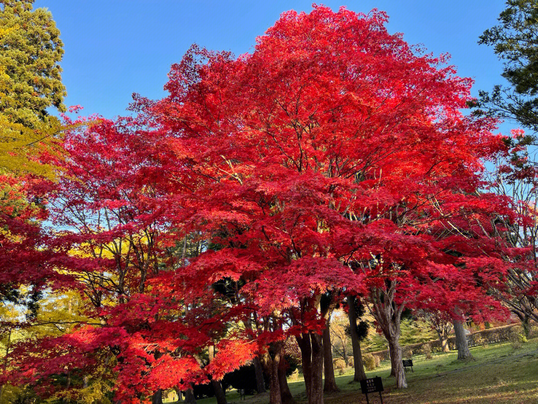 最红的红枫树图片