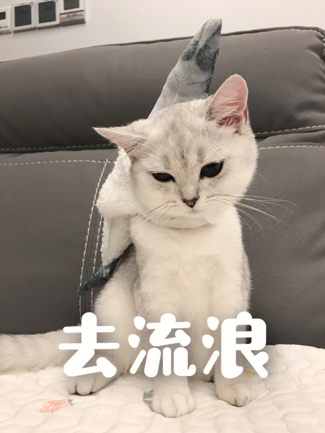 又是本猫咪被嫌弃的一天