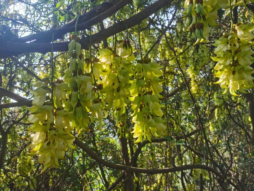 禾花雀公母对照图片图片