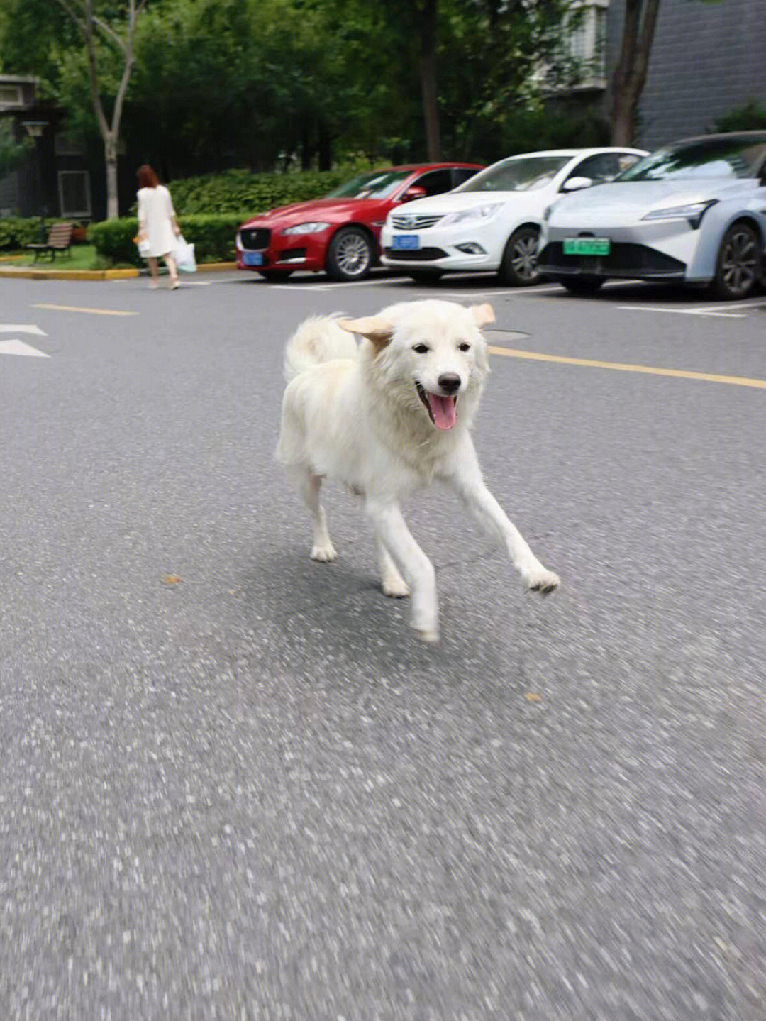 边牧脸上白毛窄图片