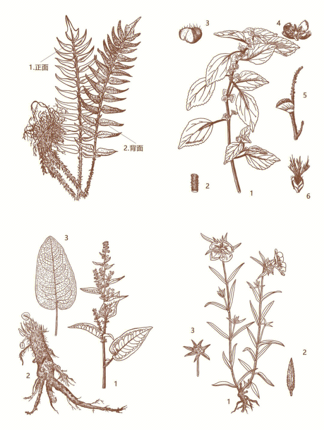 草药大师9植物列表图片