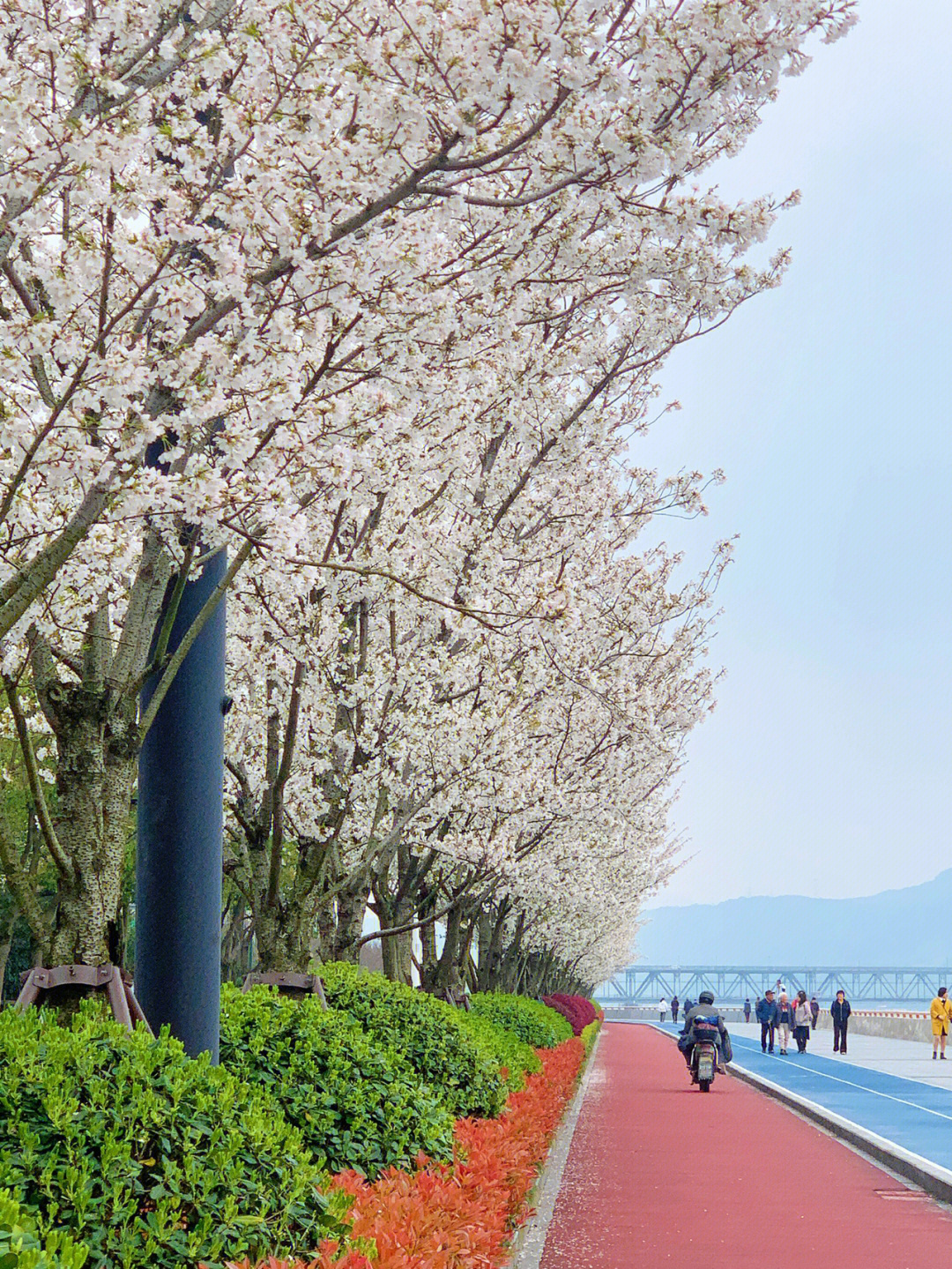 杭州樱花跑道路线图图片