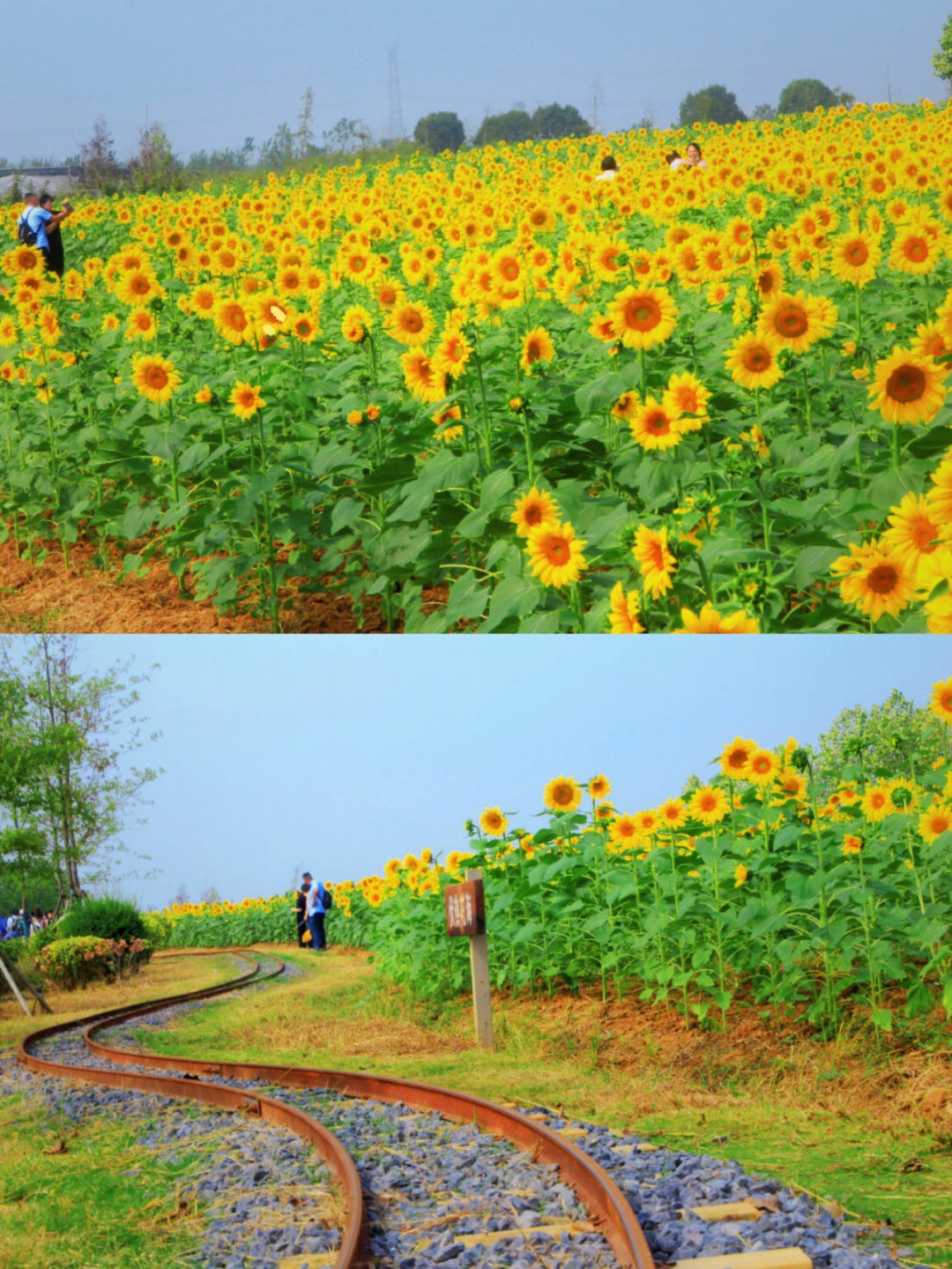 句容伏热花海赏花时间图片