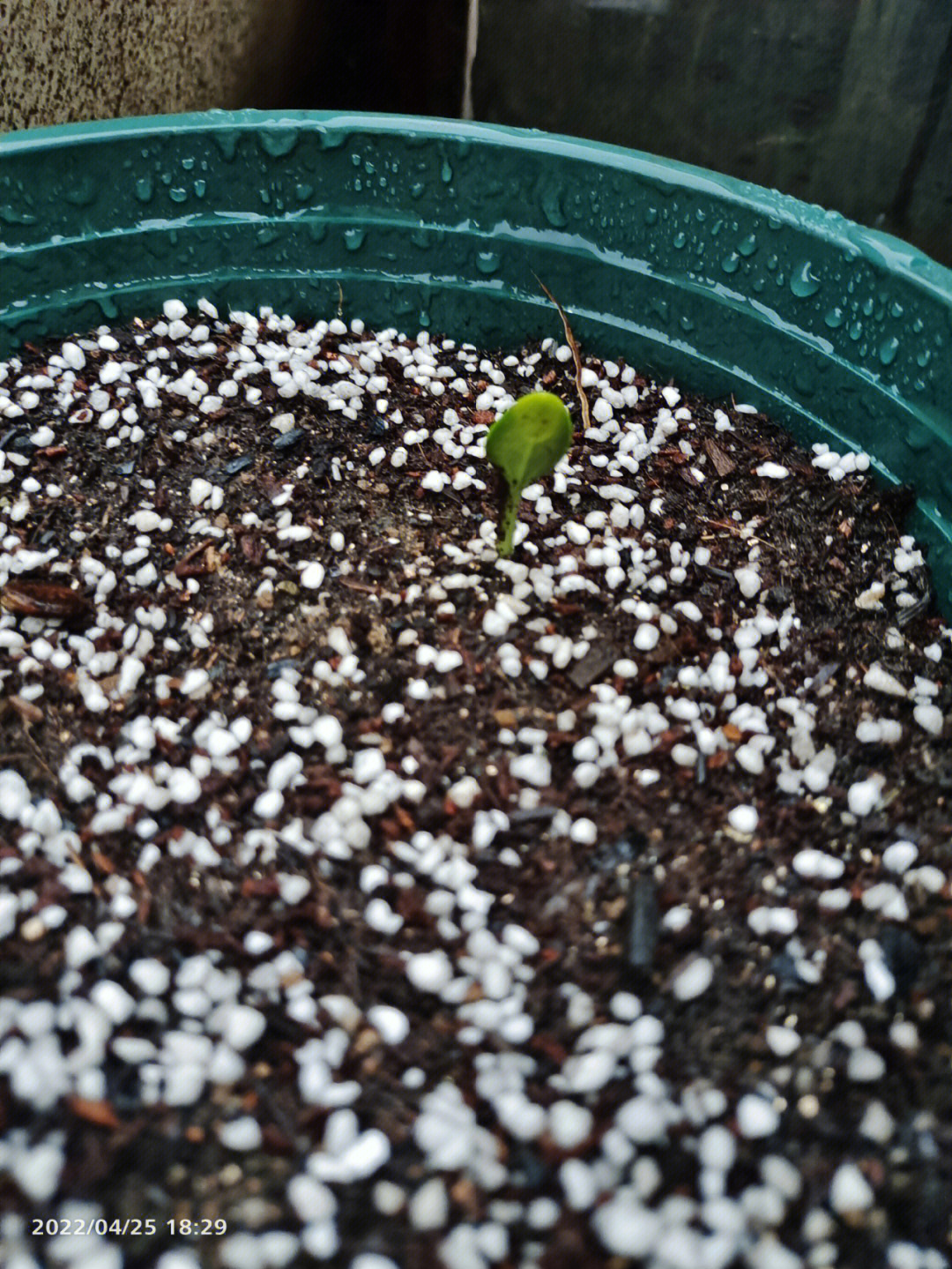 西瓜子发芽