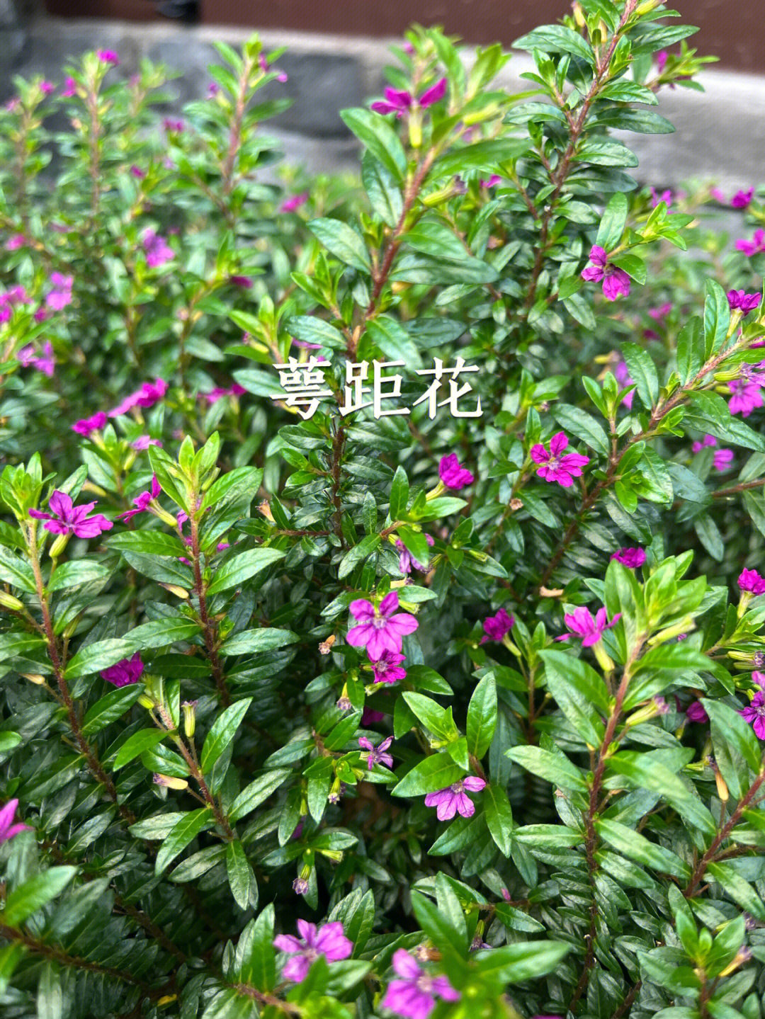 萼距花蜜源图片