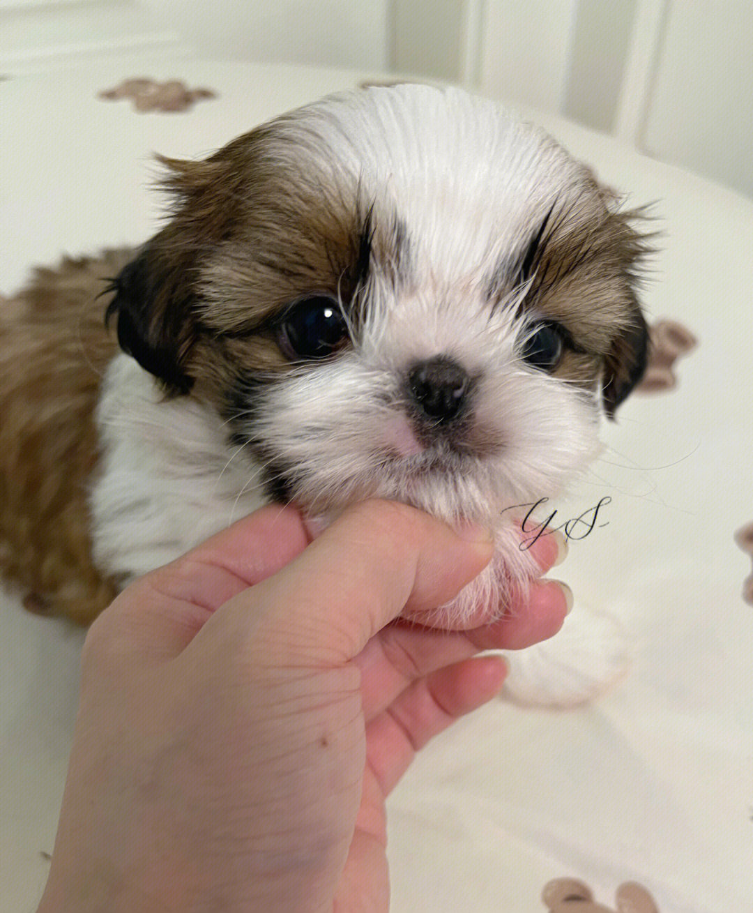 正咬合,无缺陷,价格也很实惠哟#马尔济斯#西施犬#养宠日常