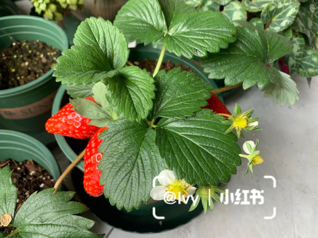 美车巨早草莓简介图片