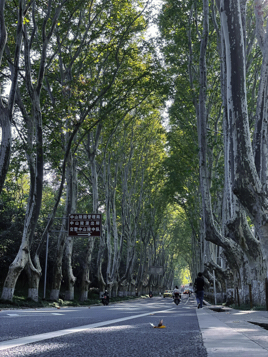 南京梧桐树的故事图片