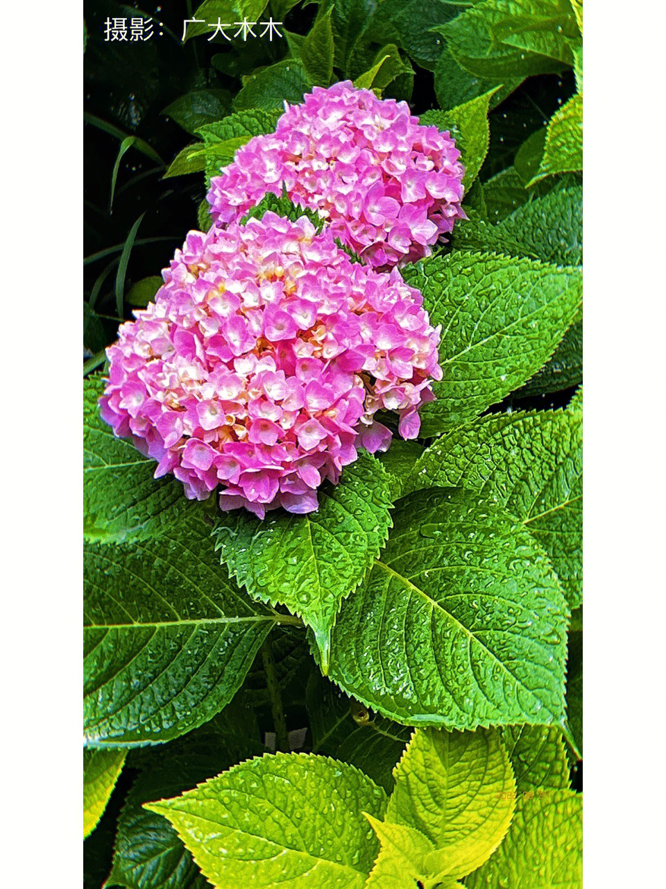 八仙花草球花粉团花紫绣球紫阳花