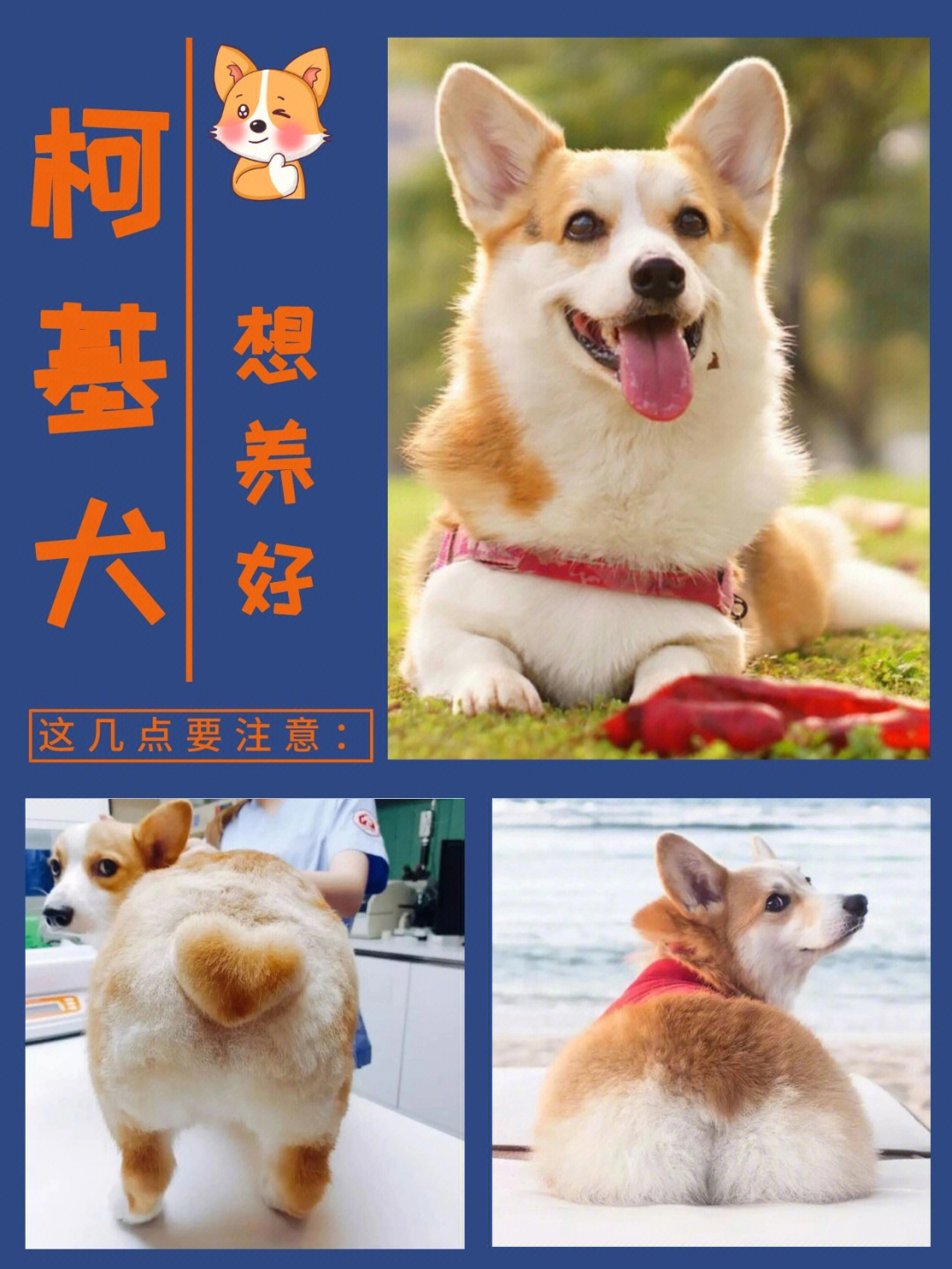 想要把柯基犬养好这几点要注意