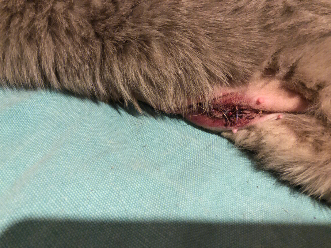 母猫绝育伤口正常图图片