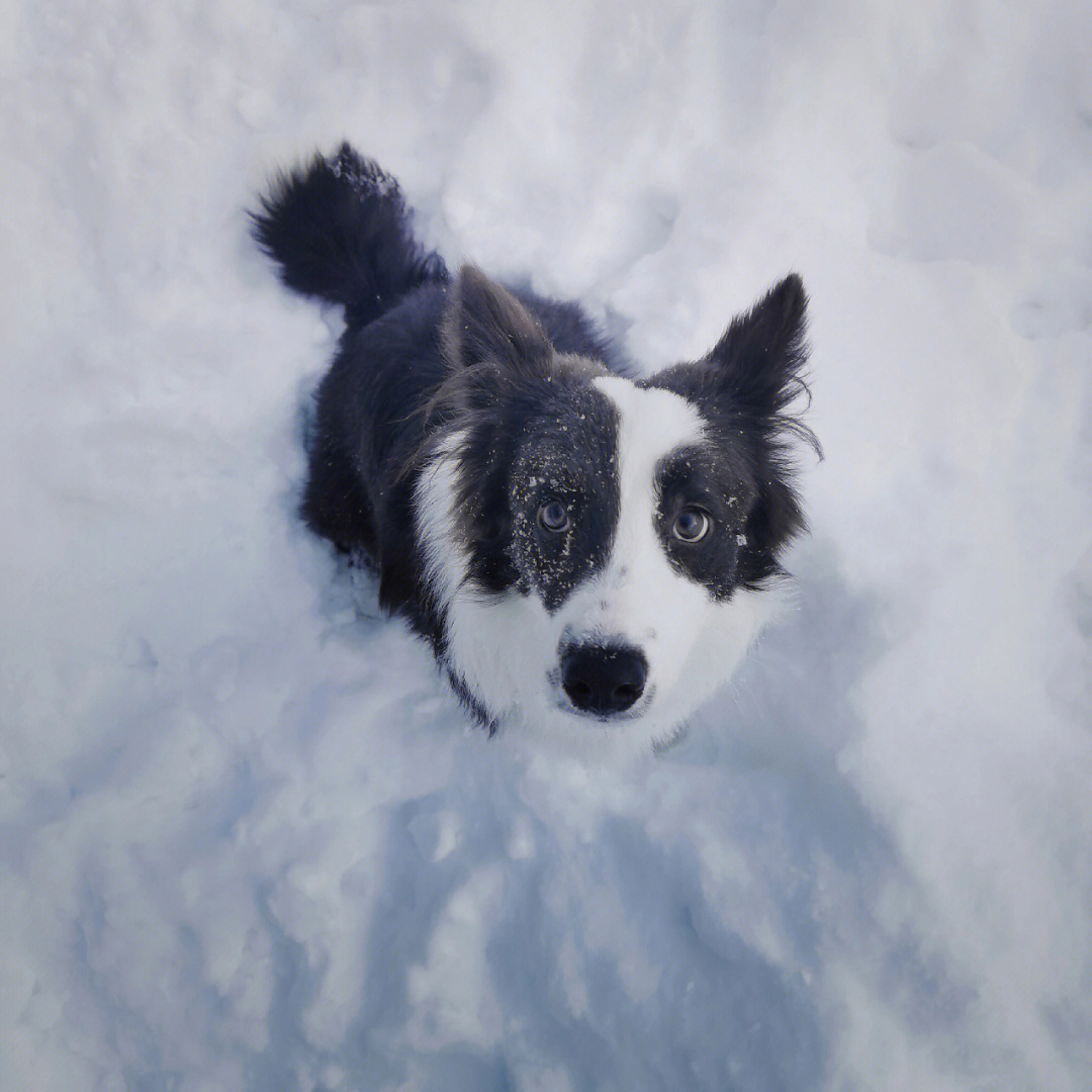 狗都爱吃雪么