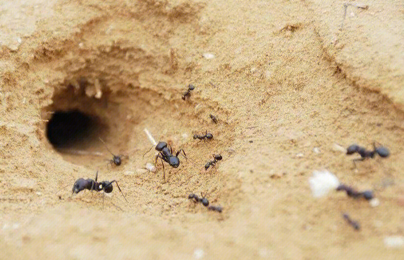 蚂蚁窝一般可以沿着蚂蚁的蚁路寻找,可以找到它们筑巢的地方