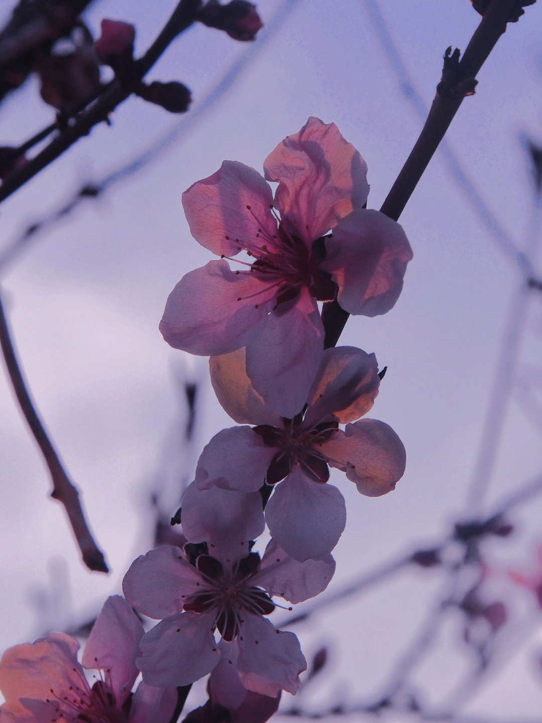 桃花桃花