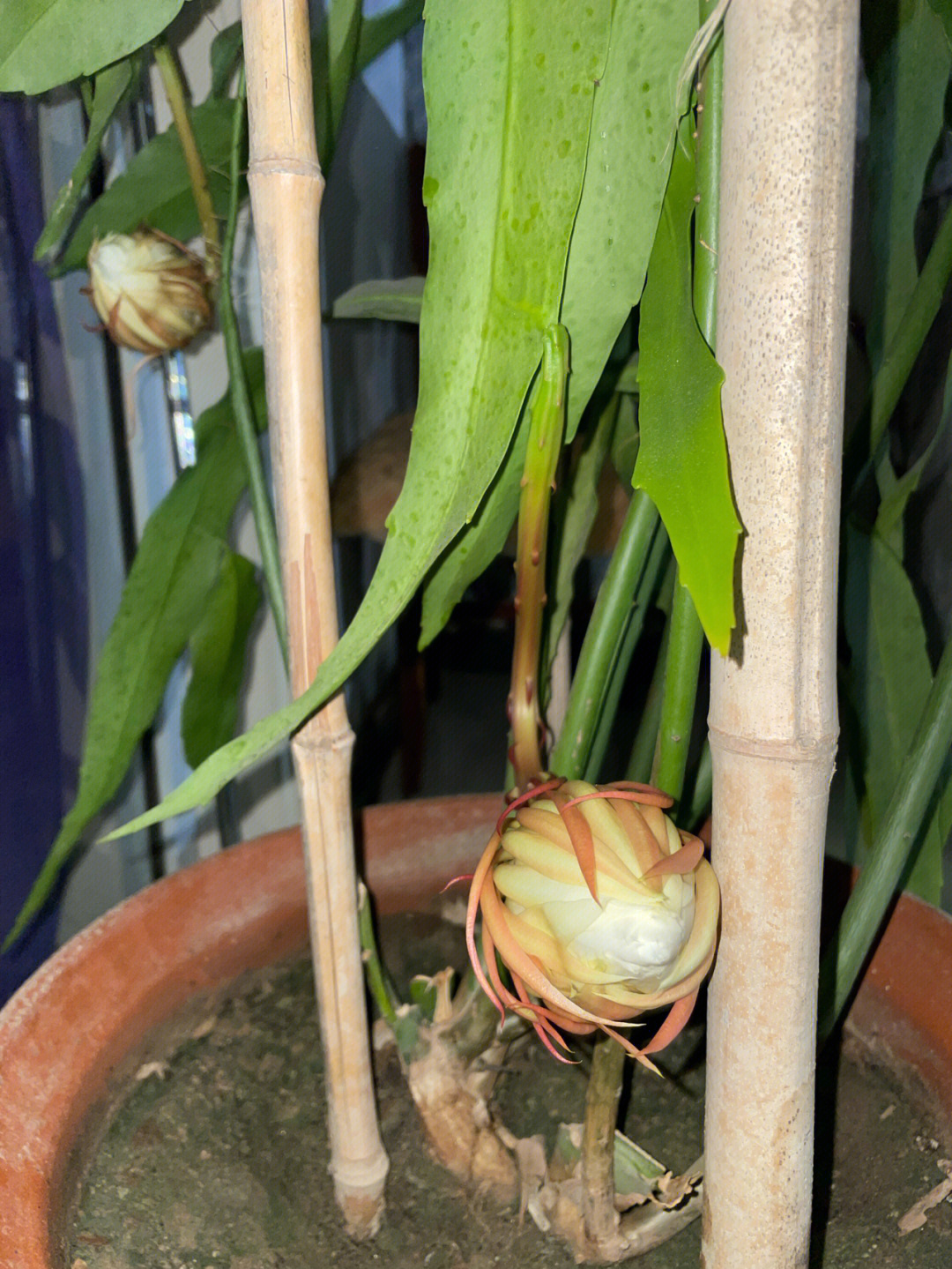 分享昙花开花的不同阶段也分享好运给大家