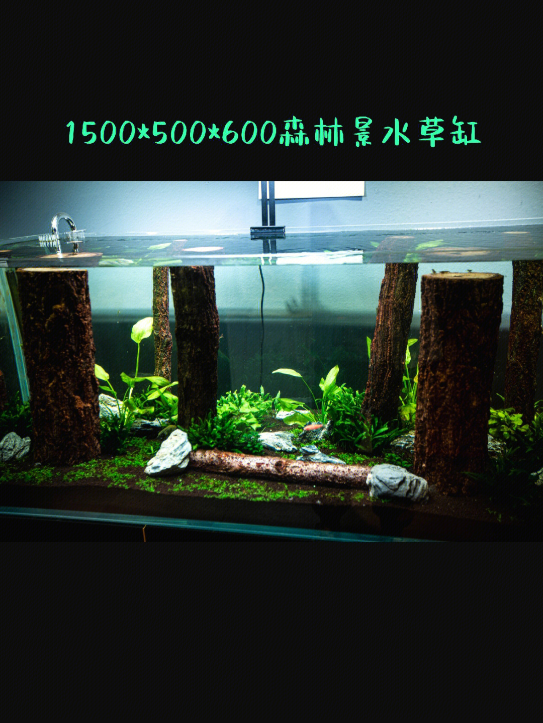 1米5鱼缸造景费用图片