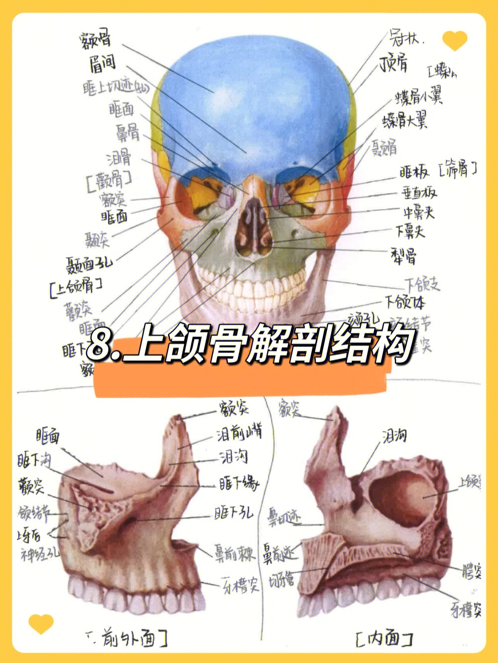 8种牙必看科普上颌骨解剖结构