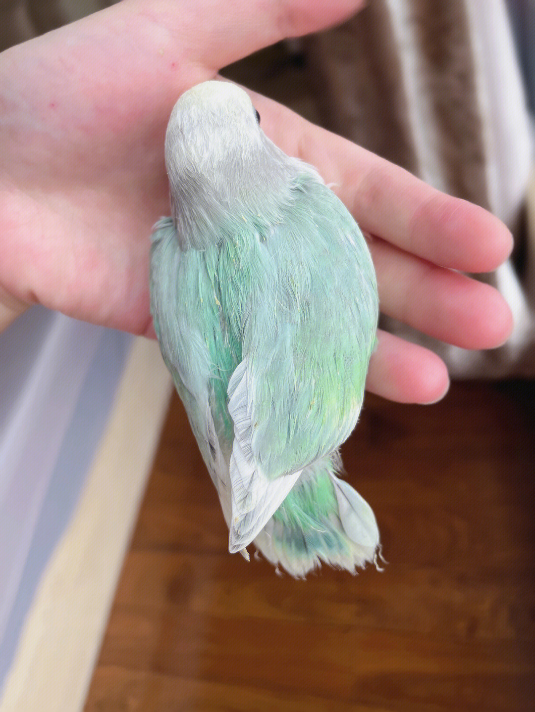 绿银牡丹鹦鹉成年图片