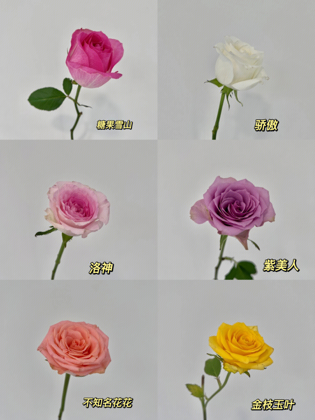 花材认识一次认识6种玫瑰品种