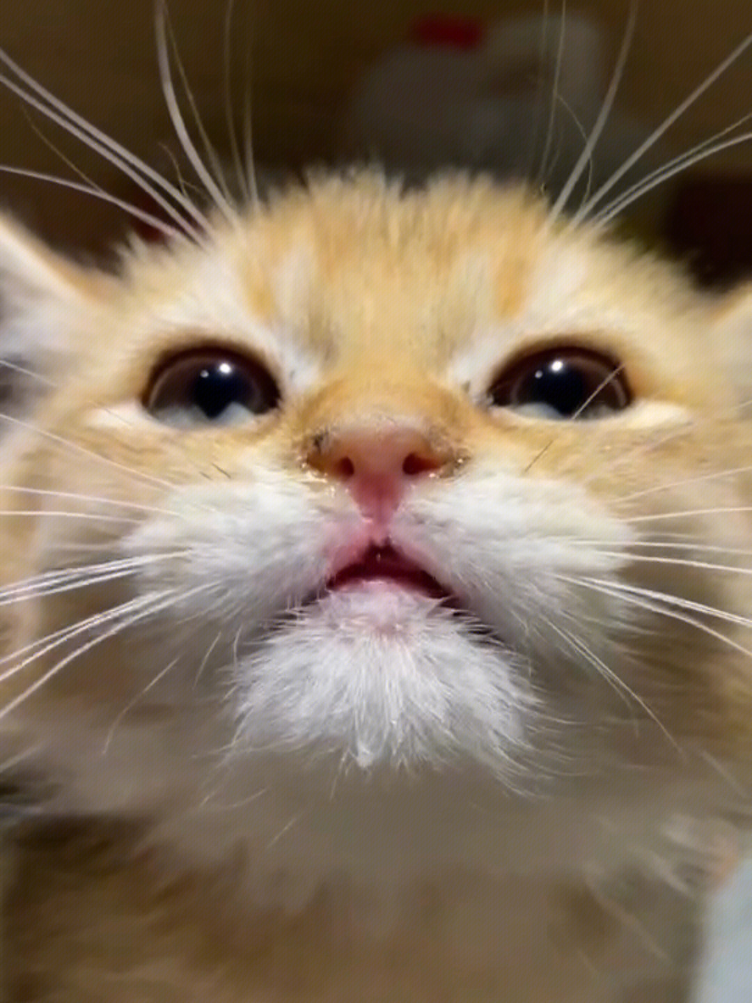 猫咪流鼻涕表情包图片
