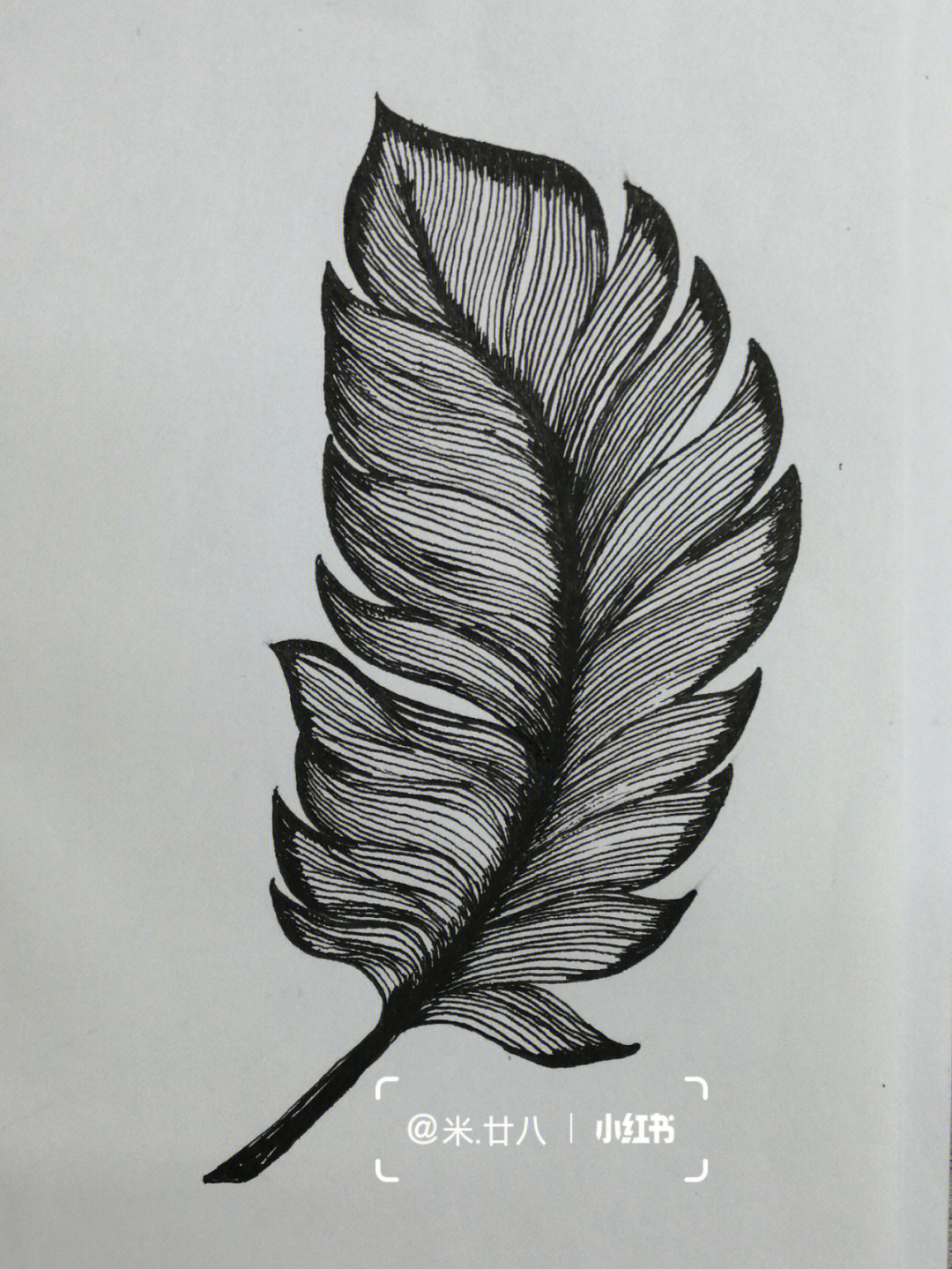 黑白线描练习临摹羽毛叶子 花朵控笔训练