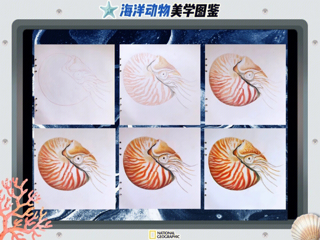 鹦鹉螺简笔画秒懂图片
