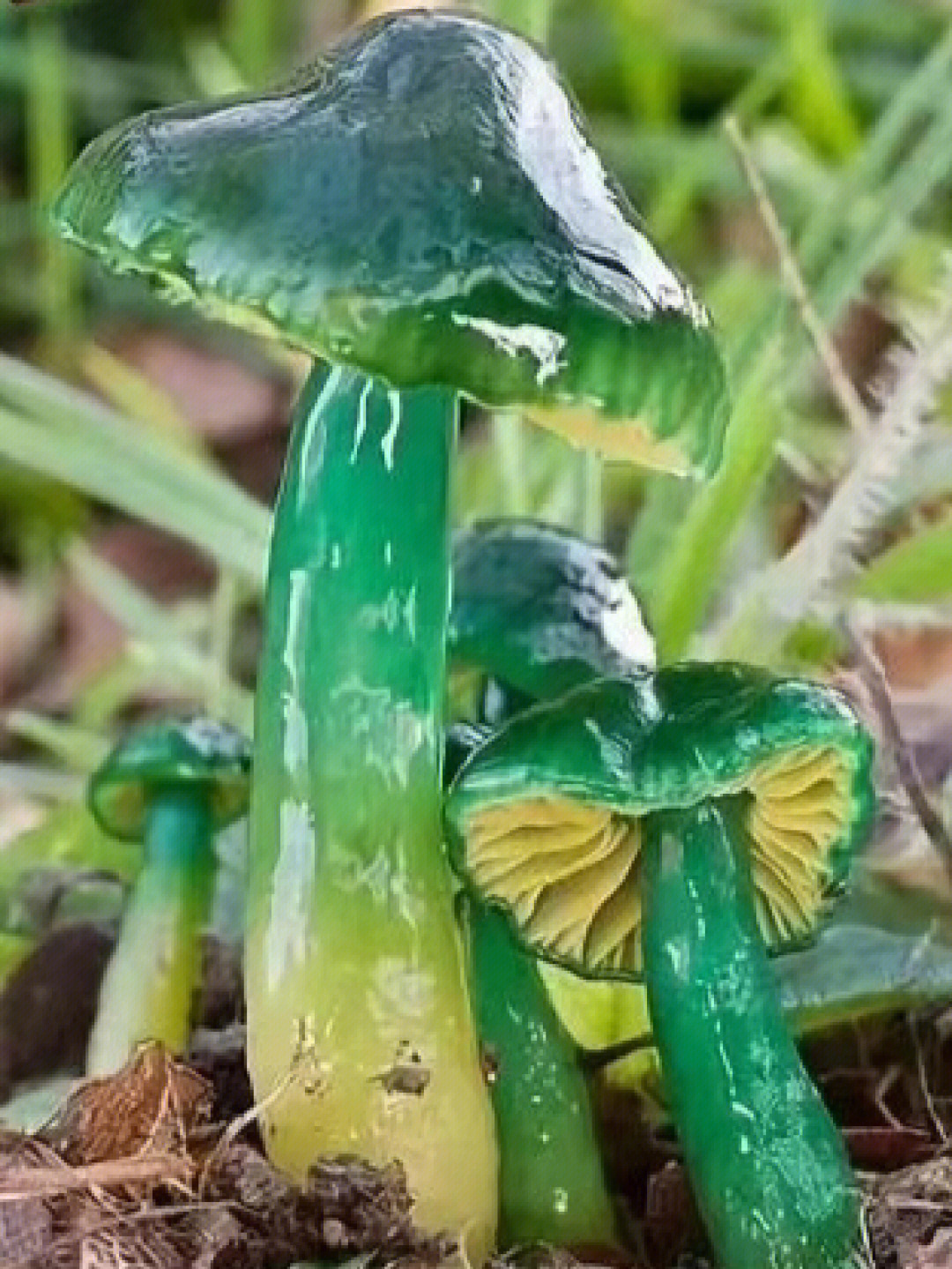 越漂亮的蘑菇越有毒哦,小朋友们千万不要误食了哦!