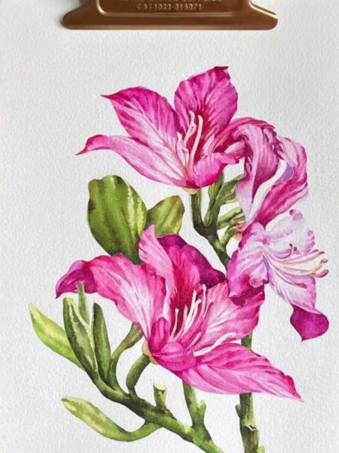 紫荆花树图画图片