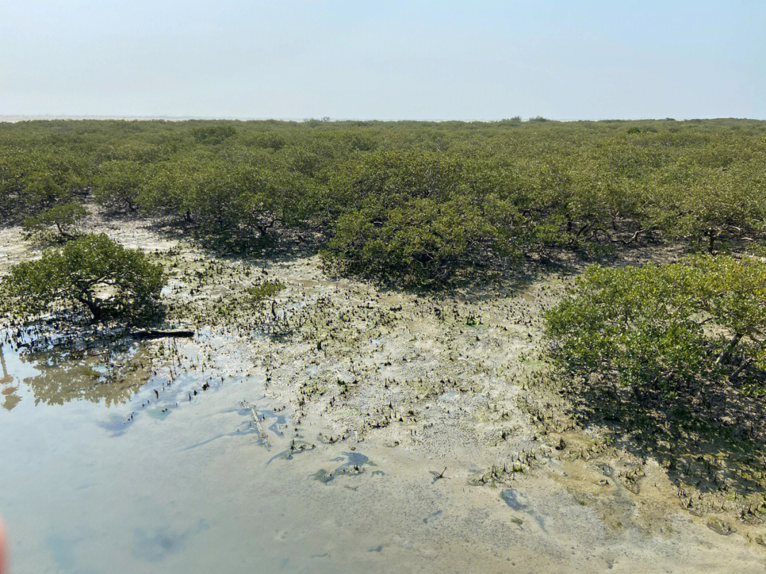 北海红树林景区