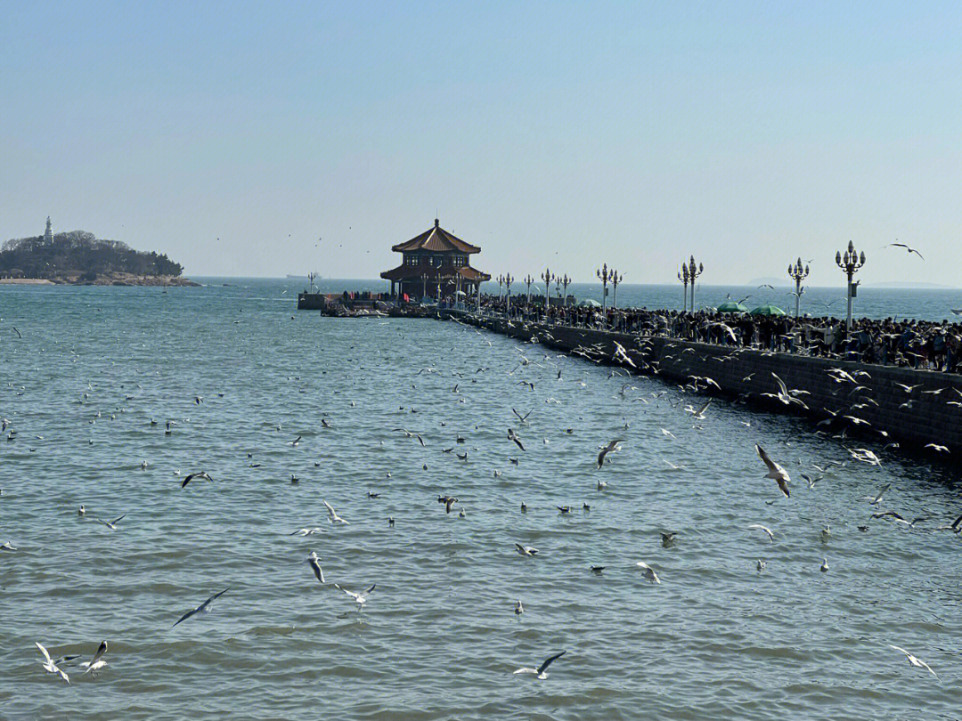 绵阳东原大桥的海鸥图片