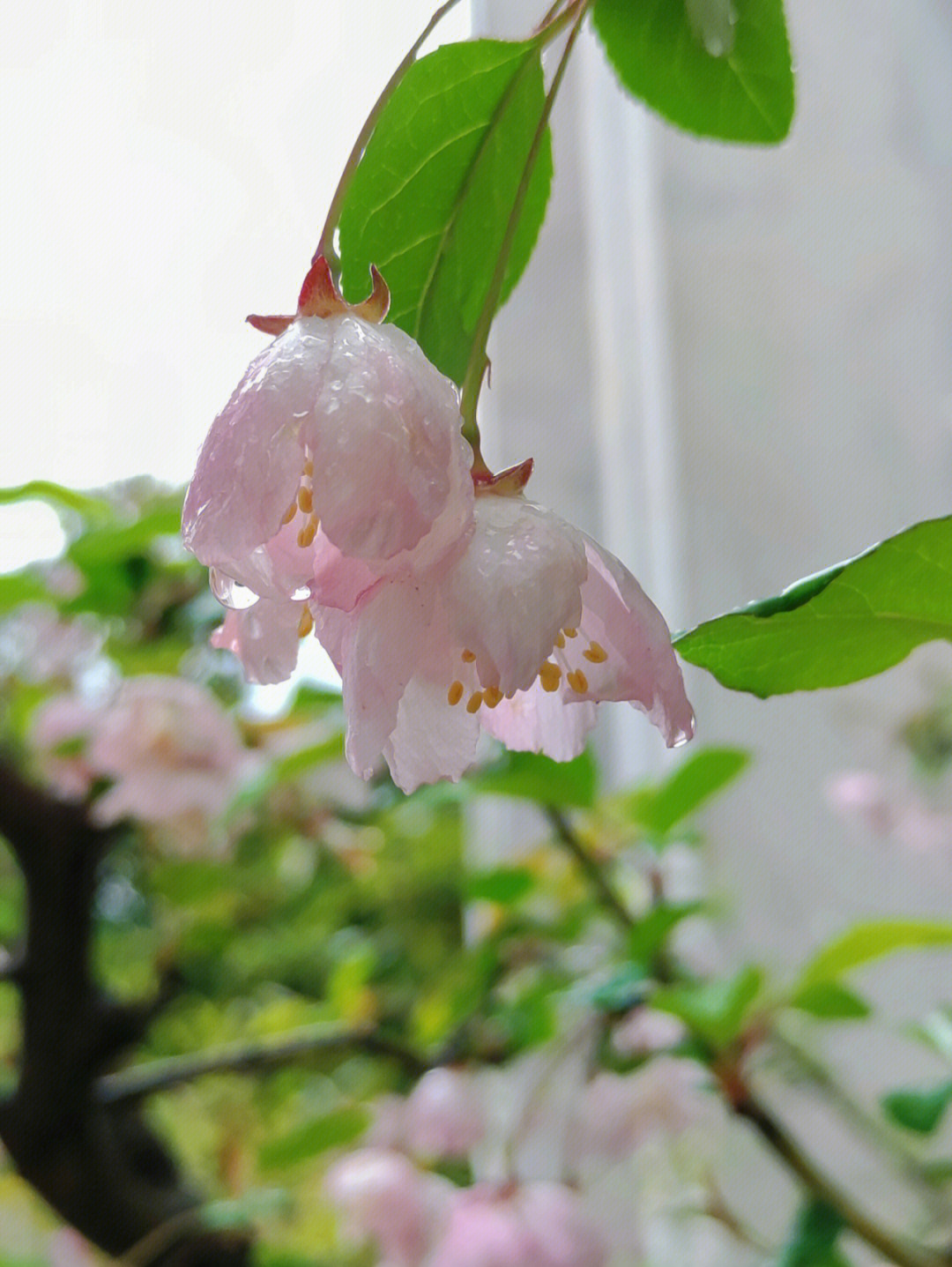 雨后海棠