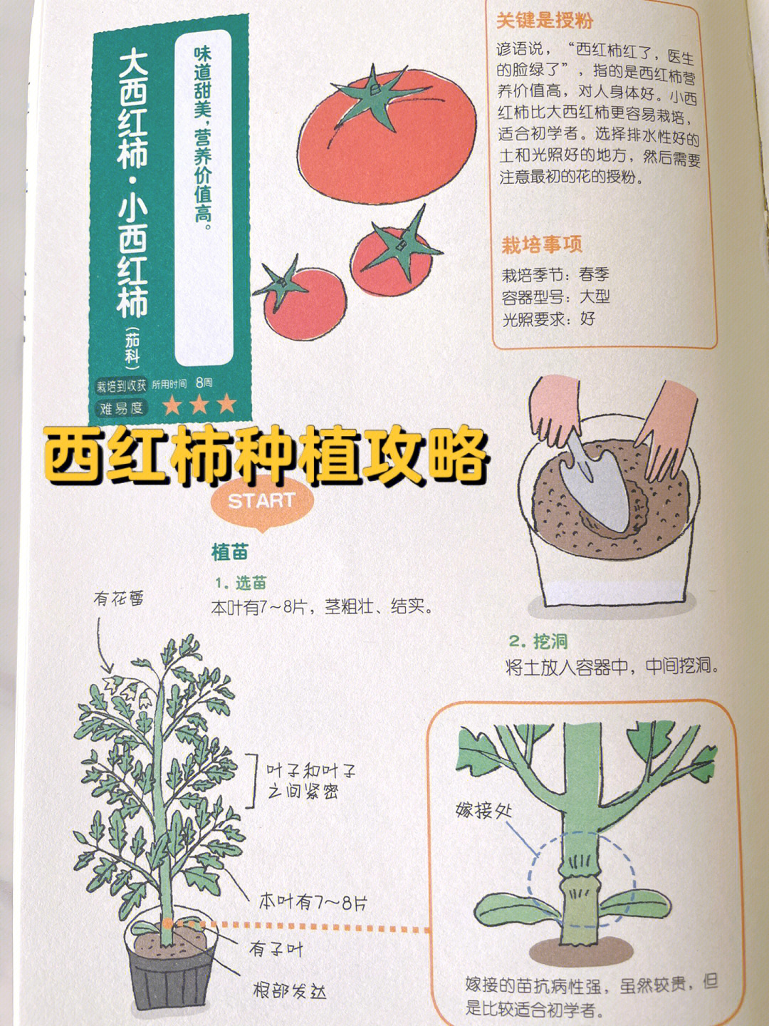 西红柿的部位名称图片图片