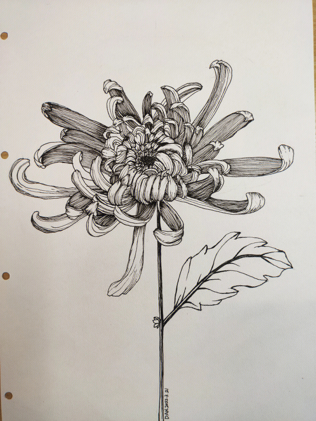 菊花线描的画法步骤图图片