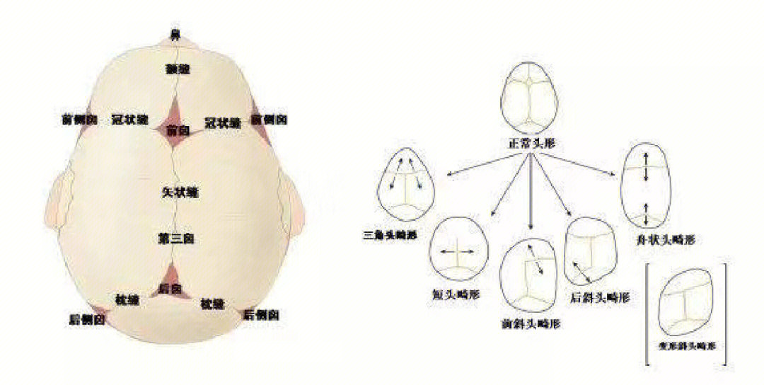 颅缝的事