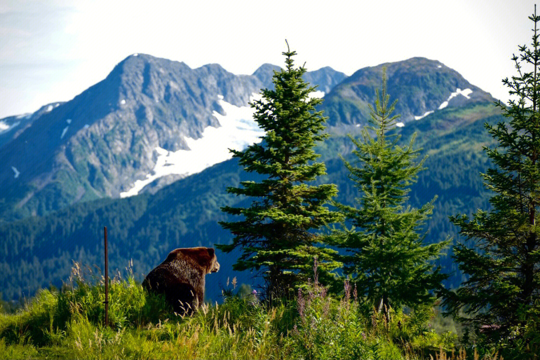  🌟🏞️ Alaska Solo Travel Guide 🏞️🌟: Embrace the Wilderness and Discover the Hidden Gems of Alaska