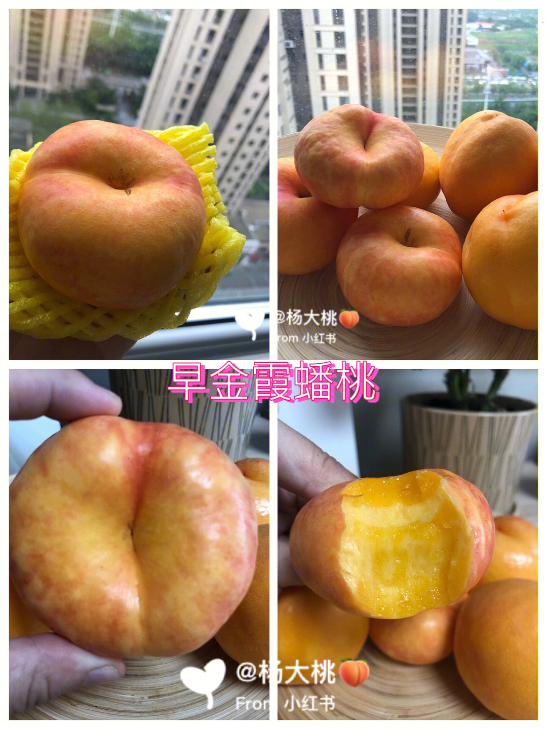 早金霞油蟠桃品种介绍图片