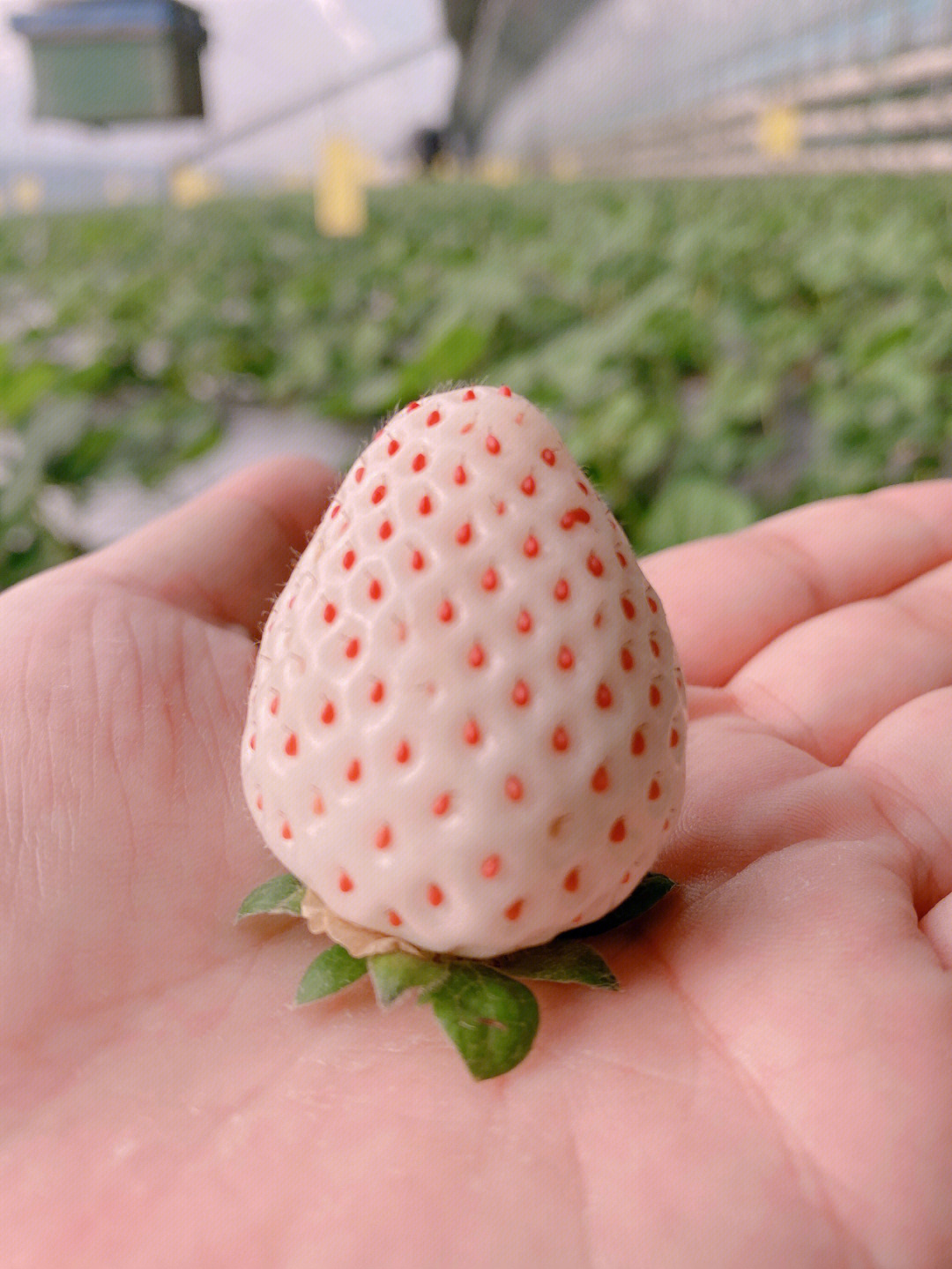 淡白草莓图片