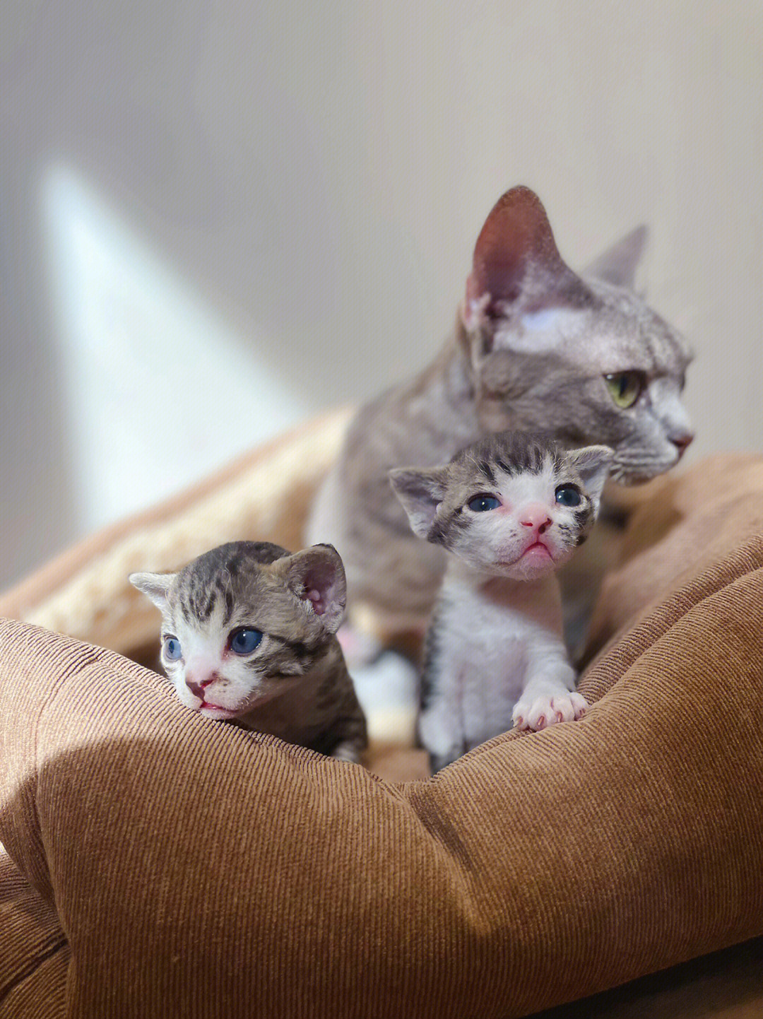 三只小奶猫哪只颜值最高