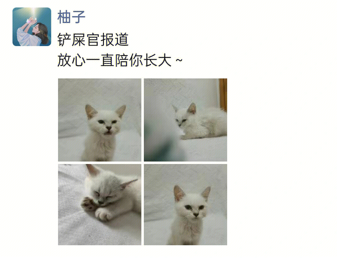 可爱的猫文案图片