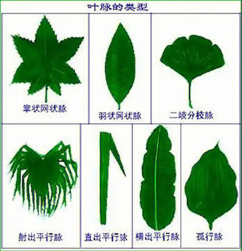 各种树叶的名字及图片图片