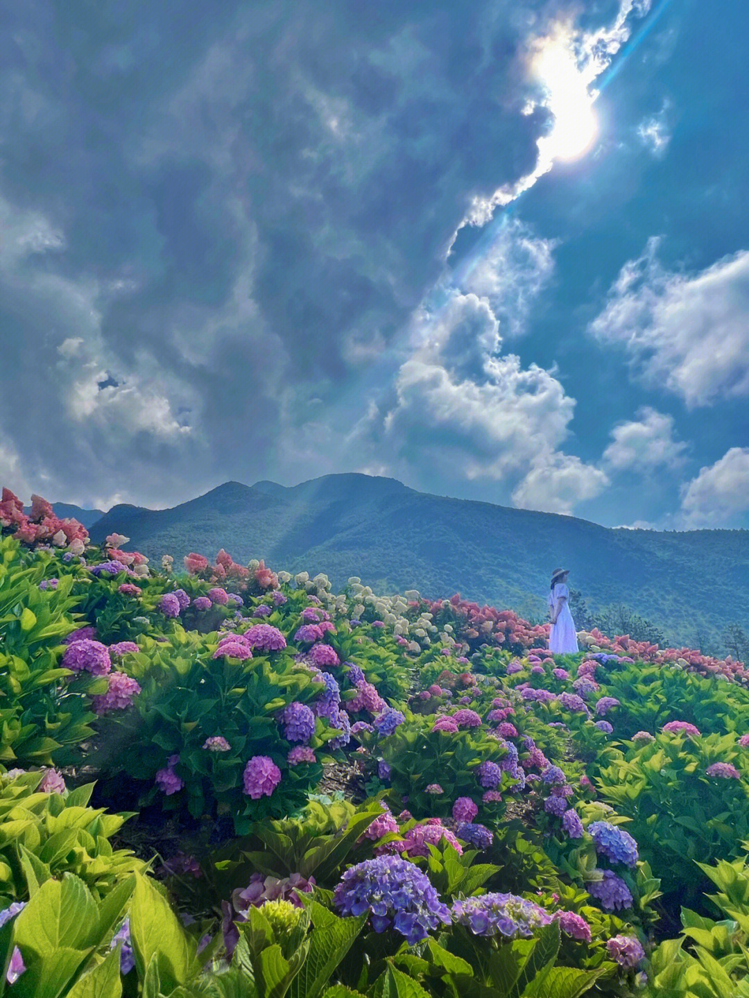 八月风景 花园图片