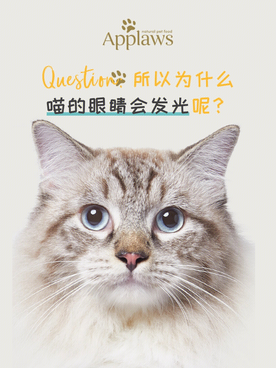 96提问:猫92的眼睛为什么会发光?