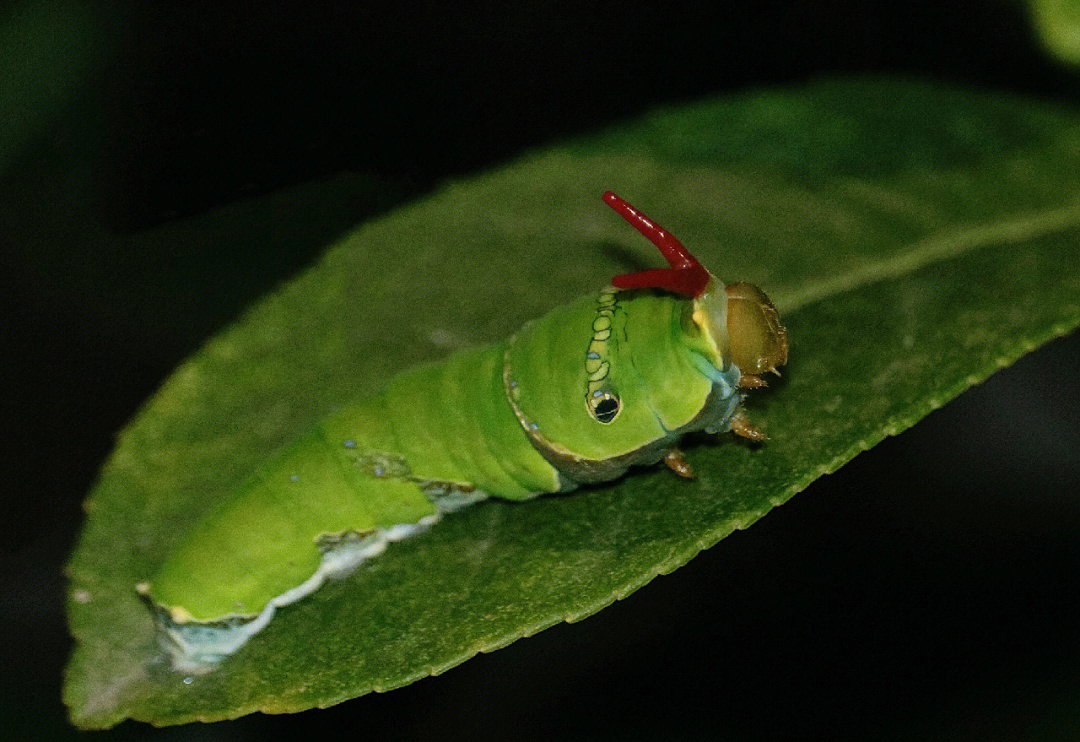 世界上有什么虫子最萌图片