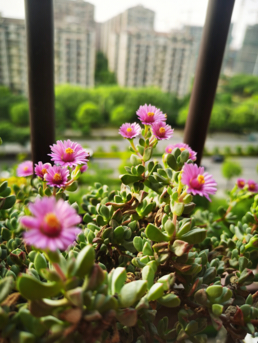 白凤菊老桩开花图片图片