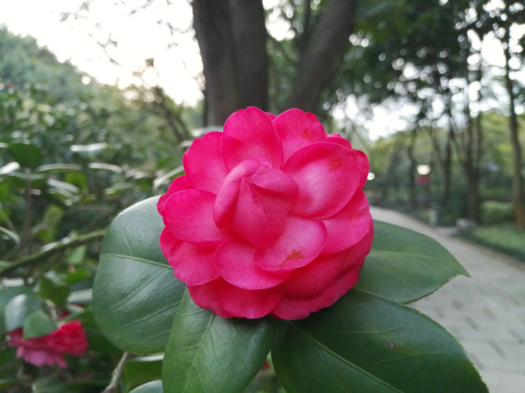 春天花会开,要看茶花,就到南宁金花茶公园,这里真的是花多,不是种在