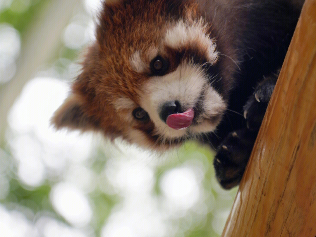 兽娘动物园熊猫图片