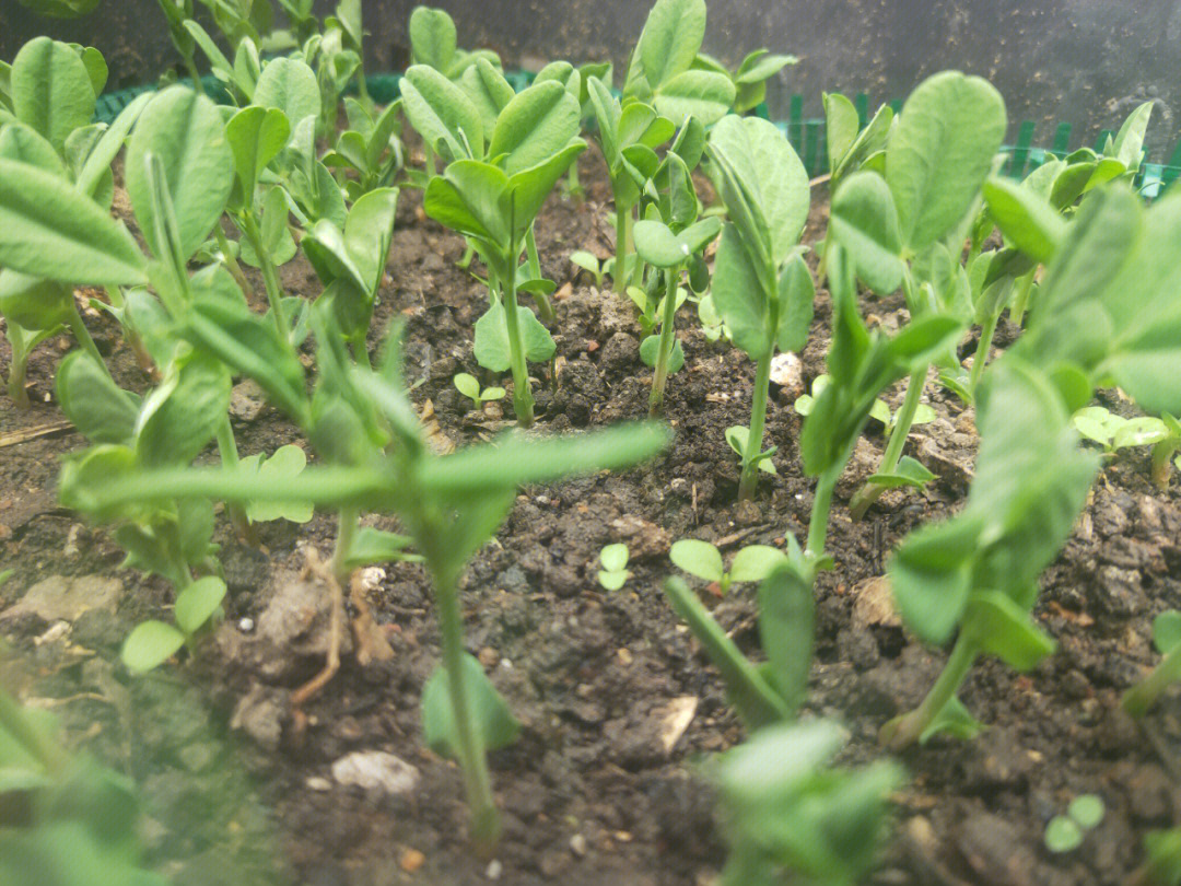 荷兰豆的生长过程图片