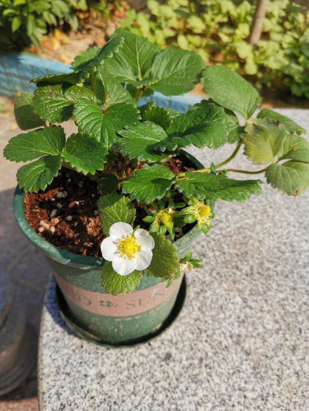 大叶宁玉草莓品种介绍图片