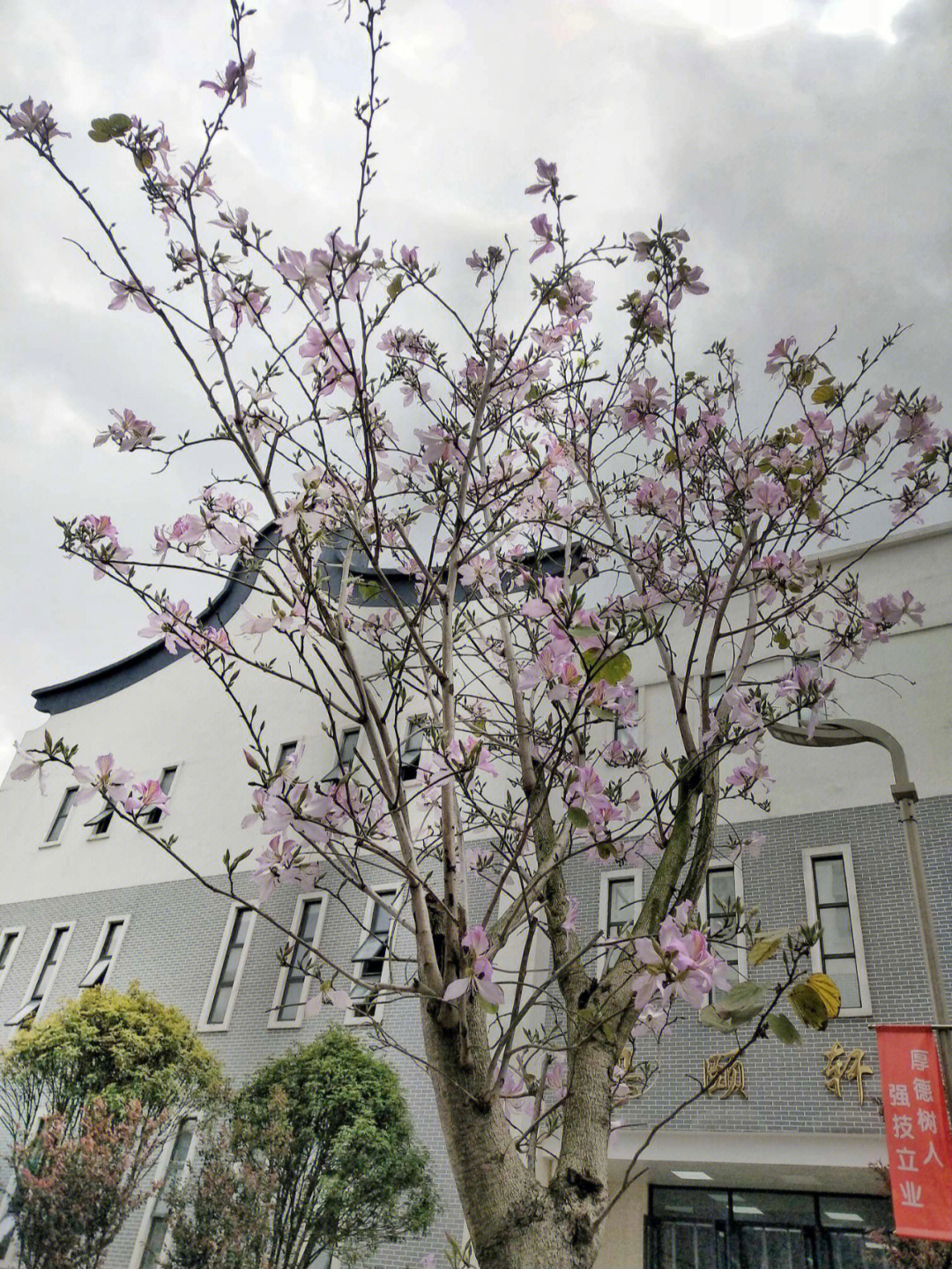 临夏市第三中学校花图片